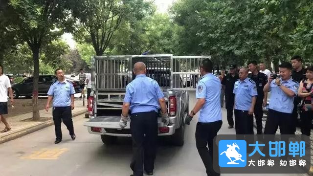 邯郸峰峰街上的狗狗“被捕”了，怎么回事？-6.jpg