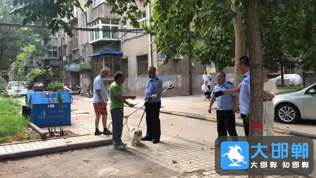 邯郸峰峰街上的狗狗“被捕”了，怎么回事？-7.jpg