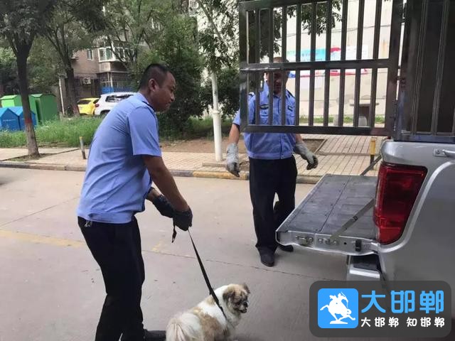 邯郸峰峰街上的狗狗“被捕”了，怎么回事？-4.jpg