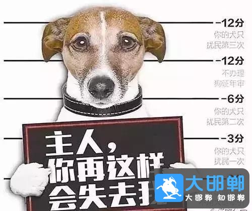 邯郸峰峰街上的狗狗“被捕”了，怎么回事？-9.jpg
